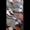 Кричащая утка